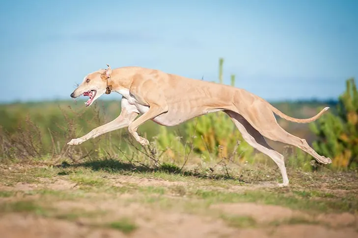 گالری تاریخچه گری‌هاند (Greyhound)