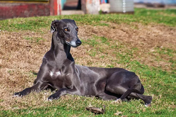 گالری تاریخچه گری‌هاند (Greyhound)