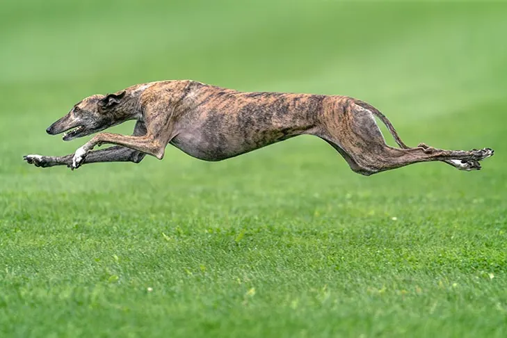 گالری تاریخچه گری‌هاند (Greyhound)