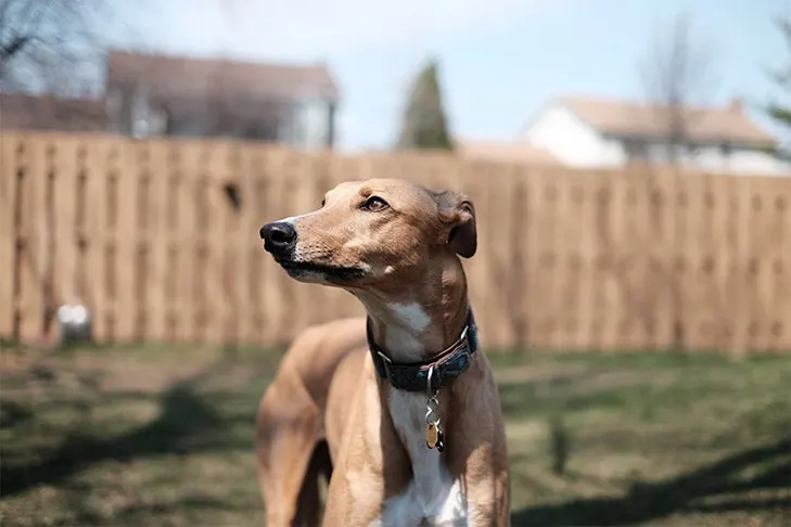 گالری تاریخچه گری‌هاند (Greyhound)