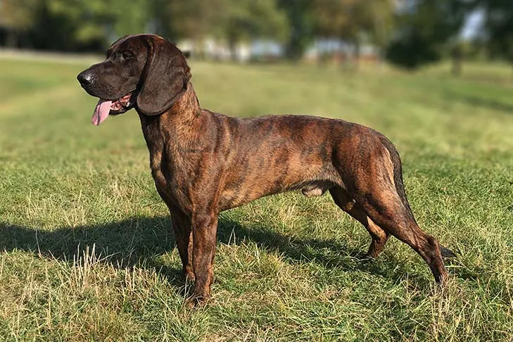 هانوفرین سنت‌هاند (Hanoverian Scenthound)
