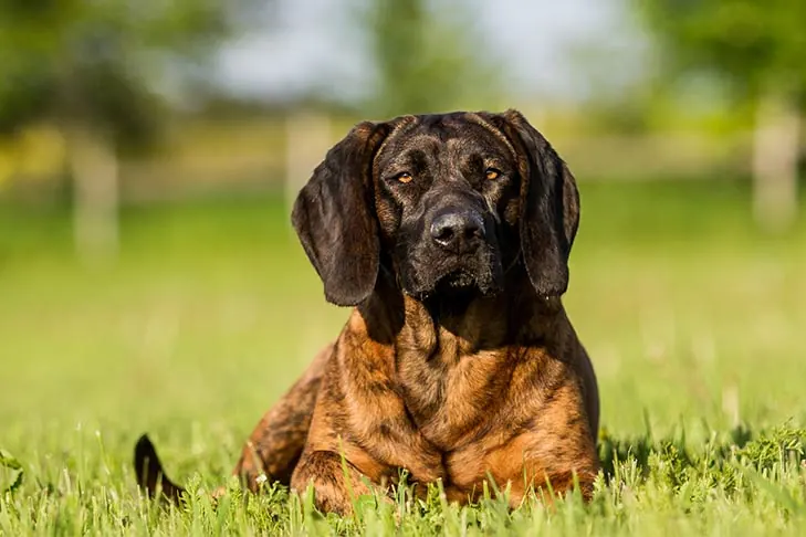 Hanoverian Scenthound