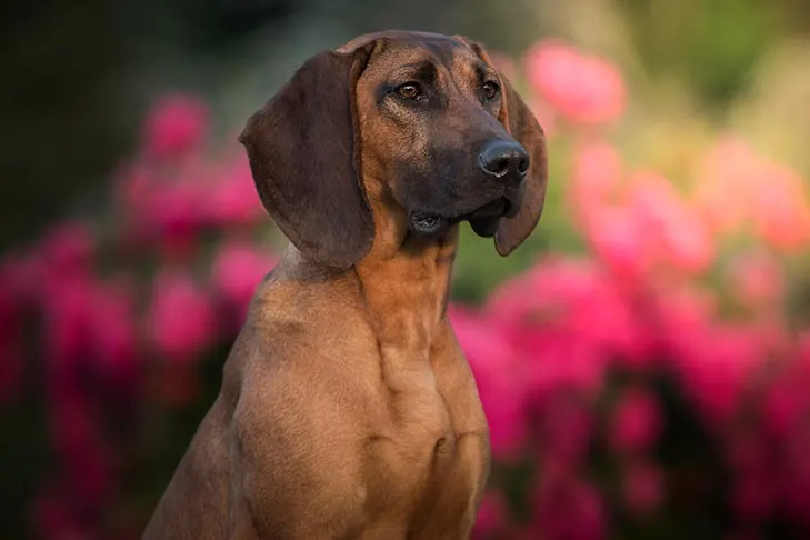 هانوفرین سنت‌هاند (Hanoverian Scenthound)