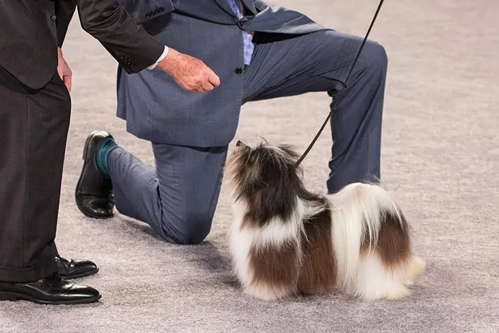 Havanese