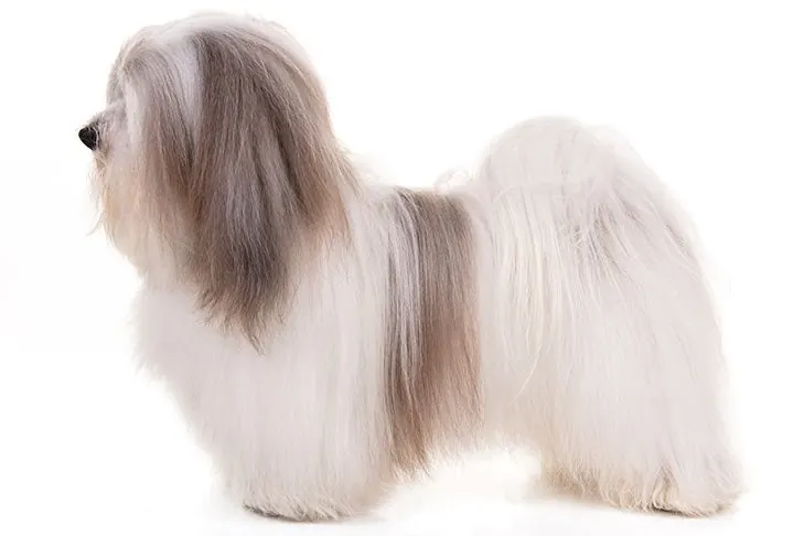 هاوانیز (Havanese)