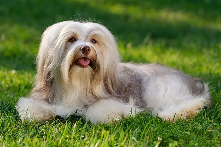 عکس هاوانیز