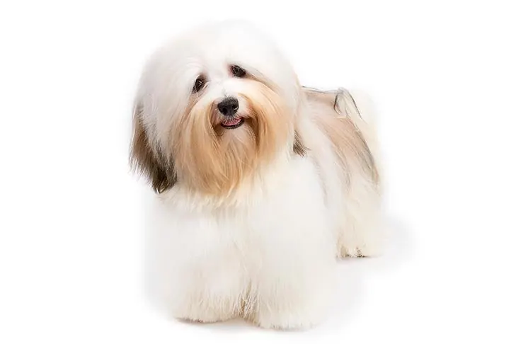 گالری تاریخچه هاوانیز (Havanese)