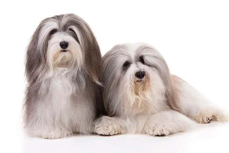 گالری تاریخچه هاوانیز (Havanese)