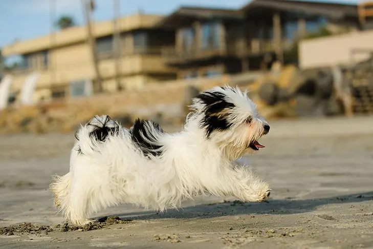 گالری تاریخچه هاوانیز (Havanese)