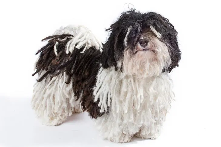 گالری تاریخچه هاوانیز (Havanese)