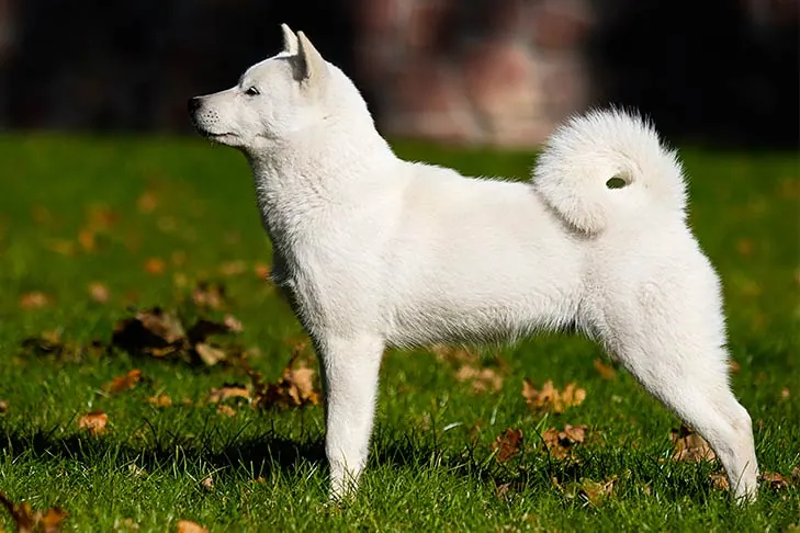 هوکایدو (Hokkaido)