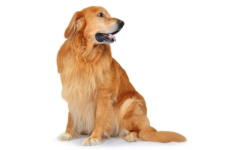 عکس هوواوارت