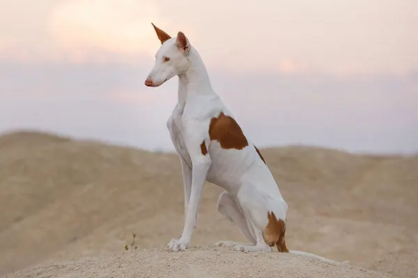 ایبیزان هوند (Ibizan Hound)