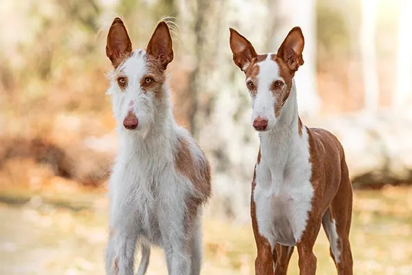 Ibizan Hound