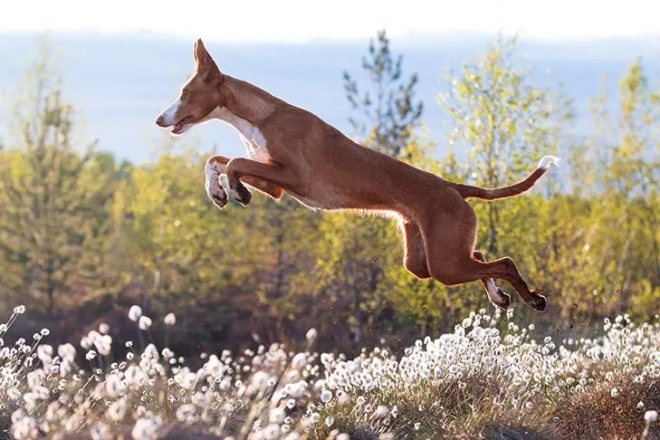 ایبیزان هوند (Ibizan Hound)