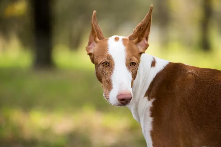 گالری تاریخچه ایبیزان هوند (Ibizan Hound)