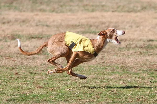 گالری تاریخچه ایبیزان هوند (Ibizan Hound)