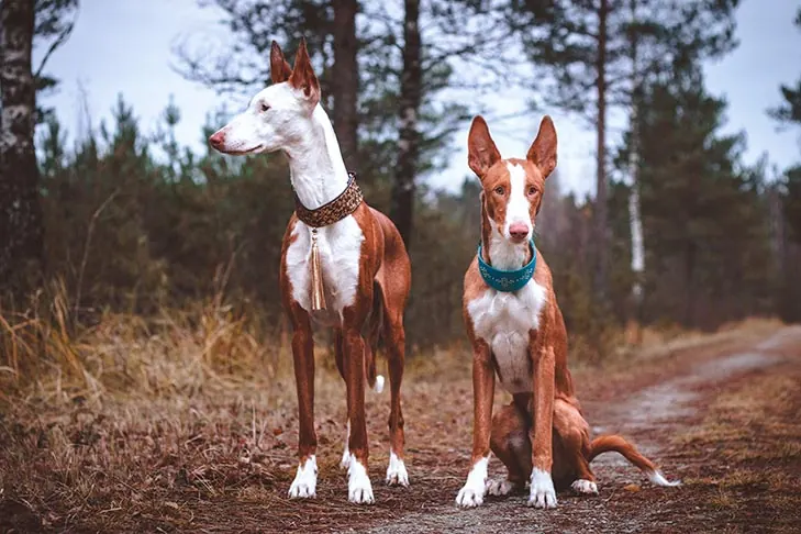 گالری تاریخچه ایبیزان هوند (Ibizan Hound)