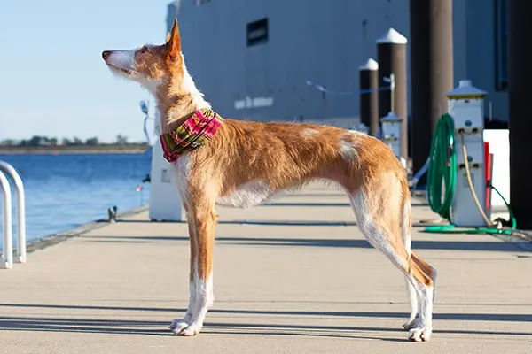 گالری تاریخچه ایبیزان هوند (Ibizan Hound)