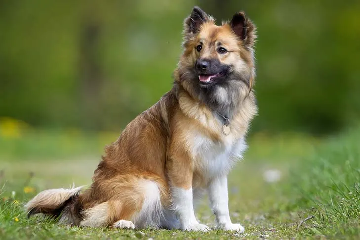 ایسلندیک شیپداگ (Icelandic Sheepdog)