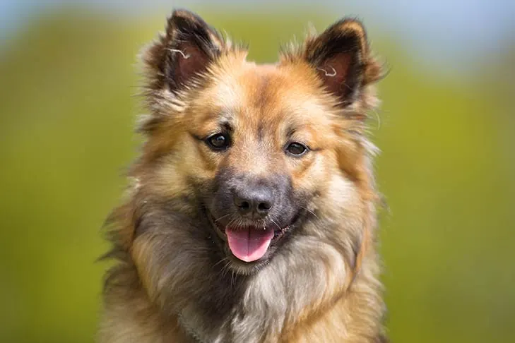 Icelandic Sheepdog