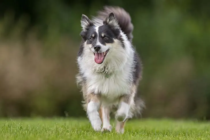 ایسلندیک شیپداگ (Icelandic Sheepdog)