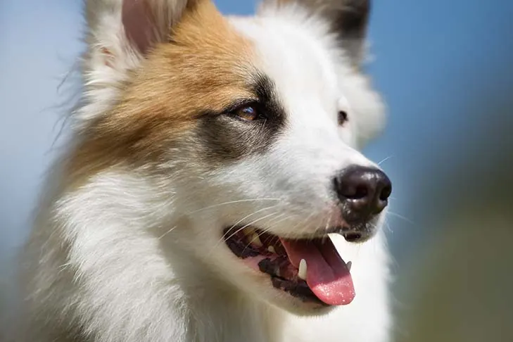 گالری تاریخچه ایسلندیک شیپداگ (Icelandic Sheepdog)