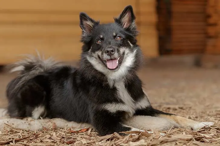 گالری تاریخچه ایسلندیک شیپداگ (Icelandic Sheepdog)