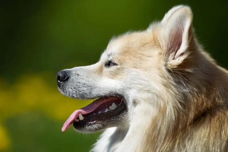 گالری تاریخچه ایسلندیک شیپداگ (Icelandic Sheepdog)