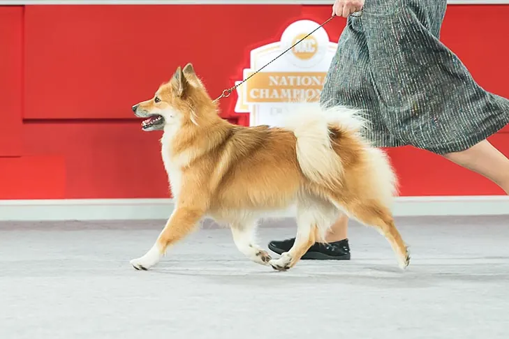 گالری تاریخچه ایسلندیک شیپداگ (Icelandic Sheepdog)