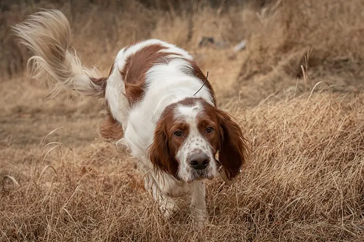 ست‌ر قرمز و سفید ایرلندی (Irish Red and White Setter)