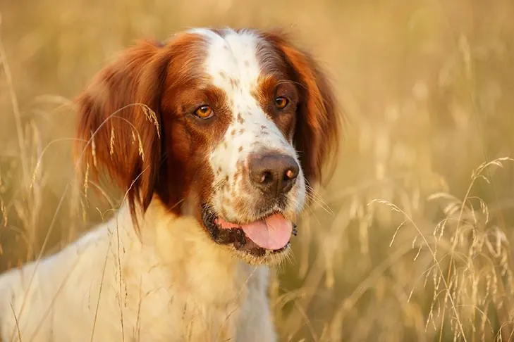 Irish Red and White Setter