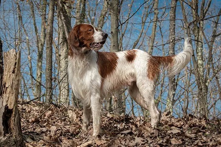 ست‌ر قرمز و سفید ایرلندی (Irish Red and White Setter)
