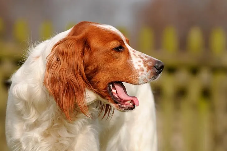 گالری تاریخچه ست‌ر قرمز و سفید ایرلندی (Irish Red and White Setter)