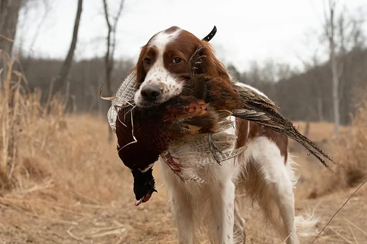 گالری تاریخچه ست‌ر قرمز و سفید ایرلندی (Irish Red and White Setter)