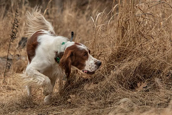 گالری تاریخچه ست‌ر قرمز و سفید ایرلندی (Irish Red and White Setter)