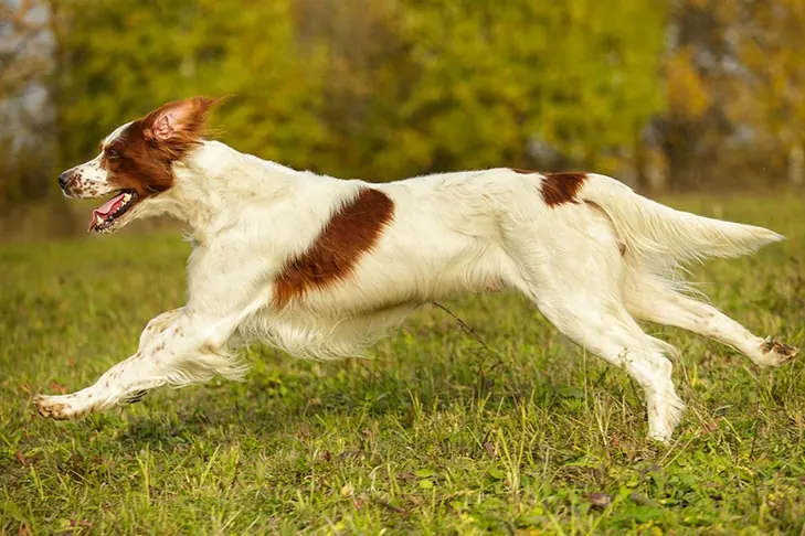 گالری تاریخچه ست‌ر قرمز و سفید ایرلندی (Irish Red and White Setter)