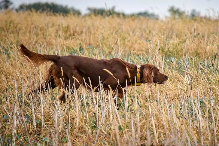 ست‌ر ایرلندی (Irish Setter)