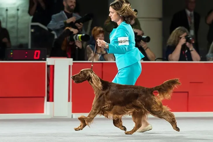 Irish Setter