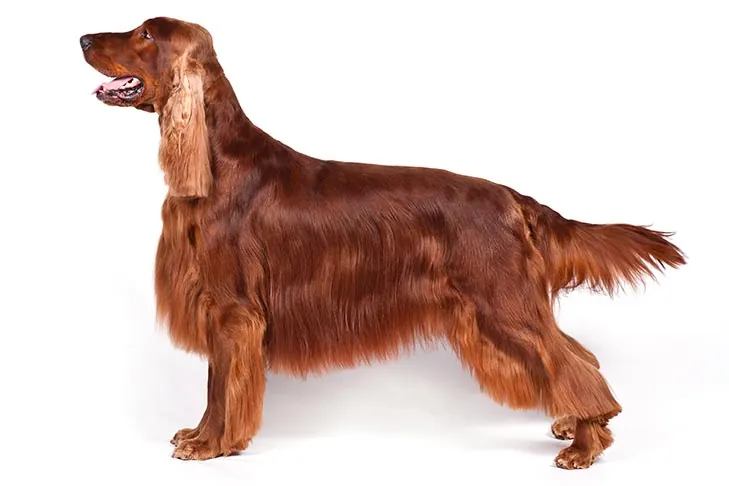 ست‌ر ایرلندی (Irish Setter)