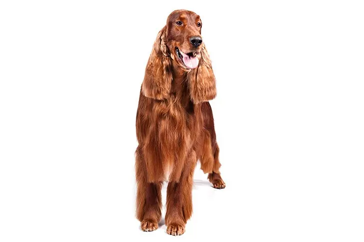 گالری تاریخچه ست‌ر ایرلندی (Irish Setter)