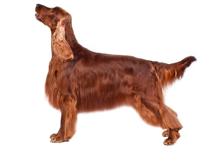 گالری تاریخچه ست‌ر ایرلندی (Irish Setter)