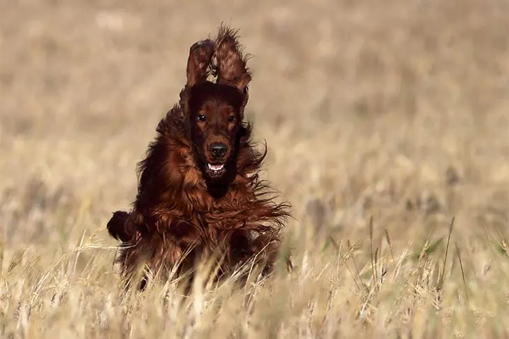 گالری تاریخچه ست‌ر ایرلندی (Irish Setter)