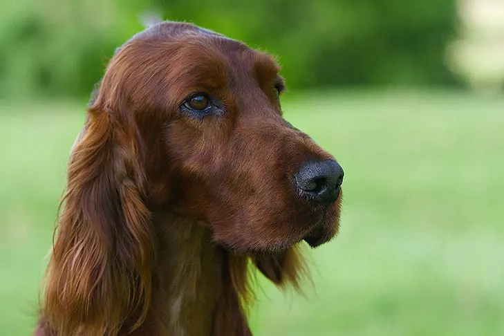 گالری تاریخچه ست‌ر ایرلندی (Irish Setter)