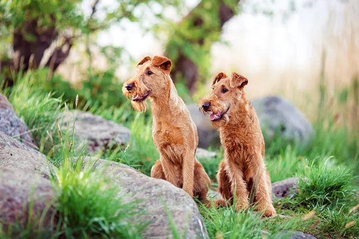 تریر ایرلندی (Irish Terrier)