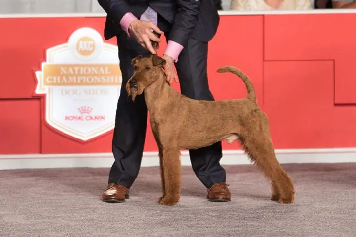 Irish Terrier