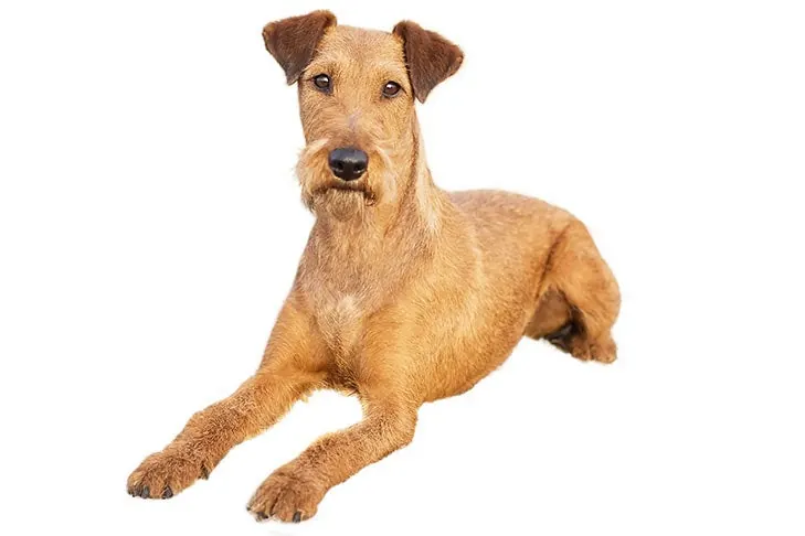تریر ایرلندی (Irish Terrier)