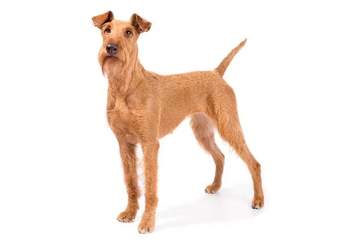 گالری تاریخچه تریر ایرلندی (Irish Terrier)