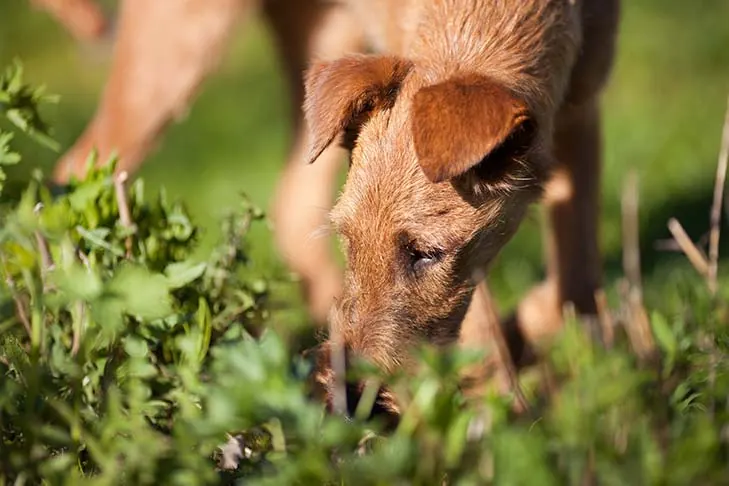 گالری تاریخچه تریر ایرلندی (Irish Terrier)