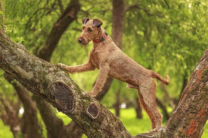 گالری تاریخچه تریر ایرلندی (Irish Terrier)